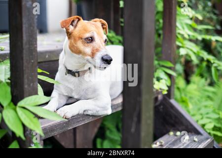 Terrier blanc Jack russel sur porche en bois. Photographie de chiens Banque D'Images