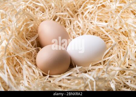 Œufs de poulet biologiques dans la fermeture du nid. Photographie alimentaire Banque D'Images