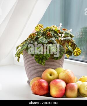 La vie est encore avec des pommes et des fleurs sur le panneau de fenêtre. Encore la vie sur le rebord de la fenêtre. Banque D'Images