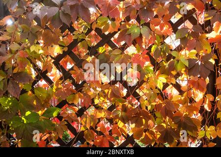 Un mur de terrasse en bois surcultivé avec des feuilles de vigne sauvages rouges. Concept de paysage Banque D'Images