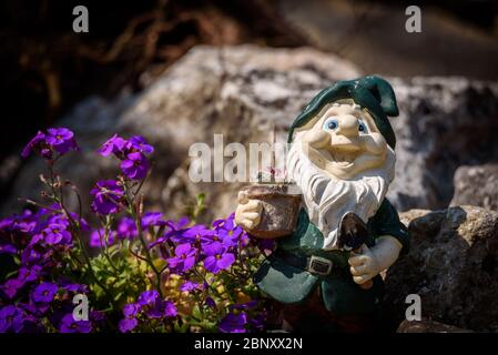 Un gnome de jardin heureux se trouve à côté d'une plante à fleurs pourpres, espace de copie au-dessus et à gauche. Banque D'Images