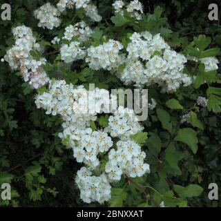 Crataegus monogyna, fleurs blanches, fleurs de mai, Hawthorn, parfumé Banque D'Images