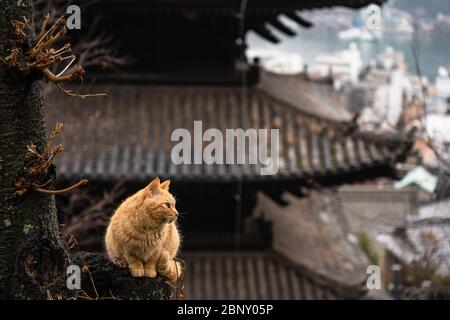 Allée de chats de Neko-no-Hosomichi à Onomichi. Beaucoup de chats peuvent être trouvés dans cette rue étroite traditionnelle japonaise. Préfecture d'Hiroshima, Japon Banque D'Images