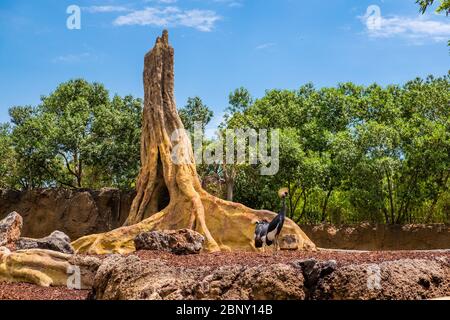 La grue noire couronnée est un oiseau de la famille des grues Gruidae. On le trouve dans la savane sèche en Afrique au sud du Sahara, bien qu'il bâtit des nids Banque D'Images