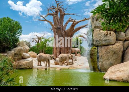 L'éléphant de savane africaine est l'un des trois représentants de la famille des Éléphantine, le seul survivant de l'ordre des Proboscidati. En outre Banque D'Images