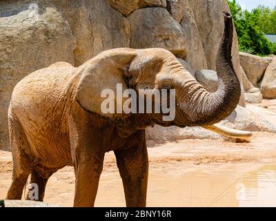 L'éléphant de savane africaine est l'un des trois représentants de la famille des Éléphantine, le seul survivant de l'ordre des Proboscidati. En outre Banque D'Images