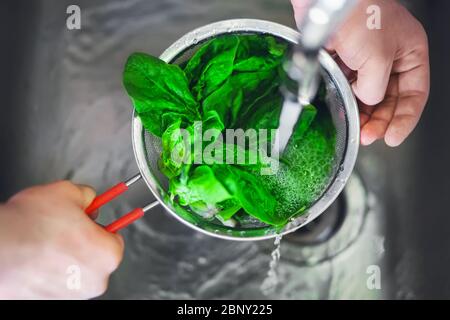 Un homme tient une passoire avec une poignée rouge, dans laquelle il lave les feuilles d'épinards mûres verts frais sous un jet d'eau propre du robinet. Banque D'Images