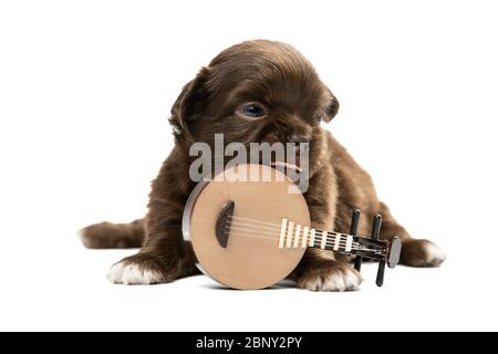 Mignon petit chiot Chihuahua sur fond blanc. Banque D'Images