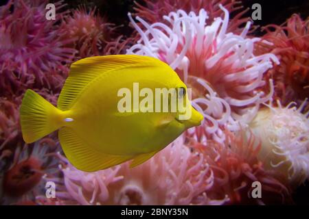 Gros plan d'un poisson Tang jaune (Zebrasoma flavescens) avec de l'anémone rose en arrière-plan. Banque D'Images