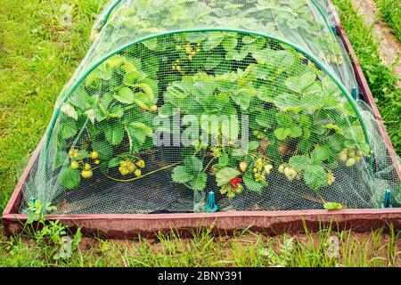 jardin rural en été avec des lits de légumes surélevés et le cassis sous filet de protection contre les oiseaux. Banque D'Images