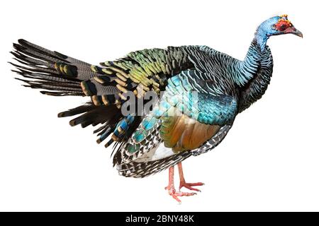 dinde ocellée (Meleagris ocellata) isolée sur fond blanc. Banque D'Images