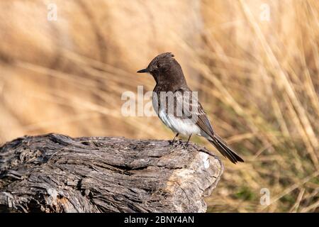 Phoebe noir (Sayornis nigricans) debout sur une bûche de bois avec de l'herbe sèche en arrière-plan. Banque D'Images