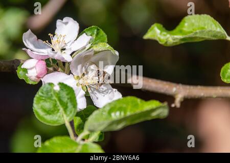 abeille en gros plan. abeille pollinisant le pommier dans le jardin de fleurs printanières. abeille collectant le pollen de nectar dans les fleurs de pommiers Banque D'Images