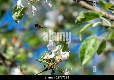 abeille volante pollinisant pommier dans le jardin de floraison de printemps. Abeille européenne récolte de pollen de nectar miel dans les fleurs d'arbre de pomme. fleur de pomme Banque D'Images