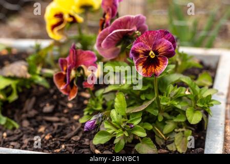 Pansies violet vif et jaune dans boîte de jardinière de réfrigérateur en métal antique. Banque D'Images