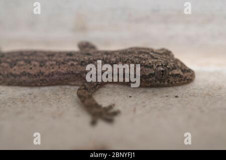 Maison à queue plate Gecko, Hemidactylus platyurus, Klungkung, Bali, Indonésie Banque D'Images