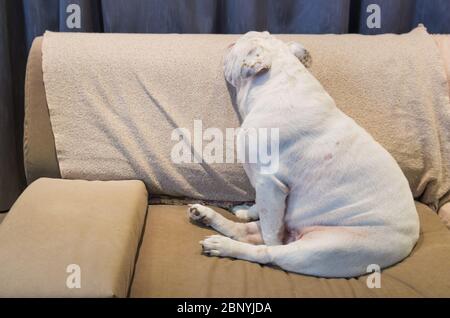 Beau chien de race anglais buldogg reposant sur un canapé Banque D'Images