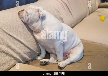 Beau chien de race anglais buldogg reposant sur un canapé Banque D'Images
