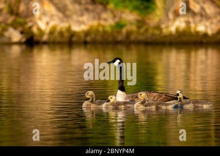 Mère Bernache du Canada (Branta canadensis) avec ses Gosslings Colorado, États-Unis 2020 Banque D'Images