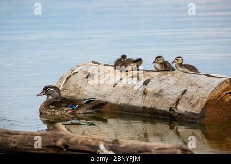 Poule canard de bois (Aix sponsora) avec ses canetons Colorado, USA 2020 Banque D'Images