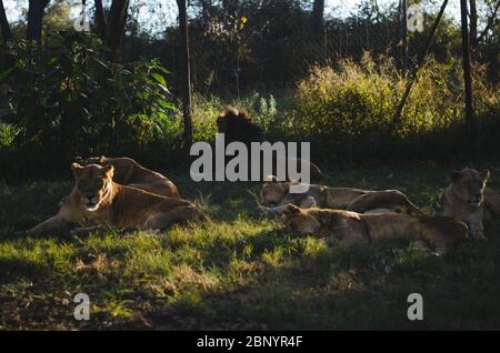 Lionesses et lions en groupe se détendant dans l'herbe dans un centre de préservation à Johannesburg, Afrique du Sud. Banque D'Images