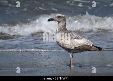 Un mouette immature de Californie (Larus californicus) se dresse sur la plage avec les vagues qui se brisent, à Moss Landing State Beach en Californie. Banque D'Images