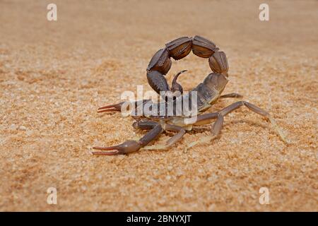 Scorpion à queue épaisse granulé (Parabuthus granulatus), désert du Kalahari, Afrique du Sud Banque D'Images