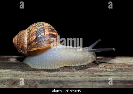 Escargot de jardin nocturne (Cornu aspersum) en mouvement avec tentacules étendus Banque D'Images