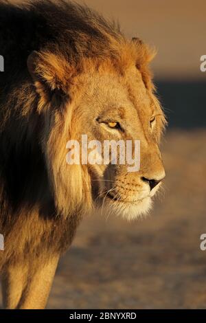 Portrait d'un grand lion africain masculin (Panthera leo) en fin d'après-midi, désert de Kalahari, Afrique du Sud Banque D'Images