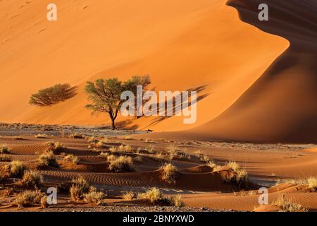 Grande dune de sable rouge avec arbres épineux, Sossusvlei, désert du Namib, Namibie Banque D'Images