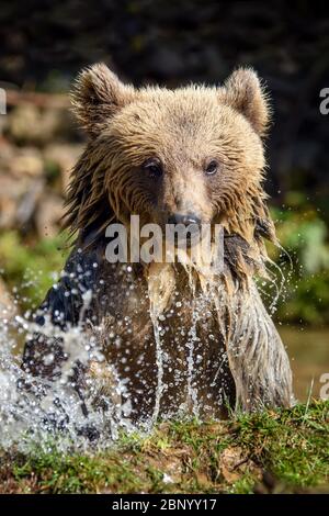 Porter dans l'eau, secoue. Bel animal dans le lac de forêt. Animaux dangereux dans la rivière. Scène de la faune avec Ursus arctos Banque D'Images