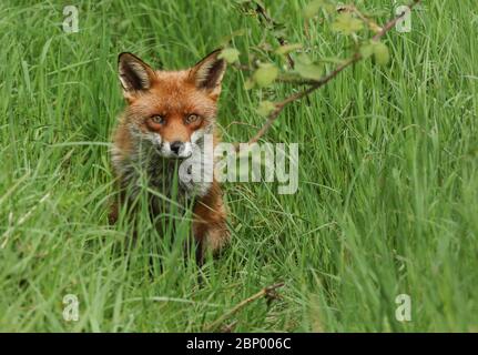 Un magnifique mâle de chasse, le renard rouge sauvage, Vulpes vulpes, assis dans la longue herbe à l'observation au printemps.