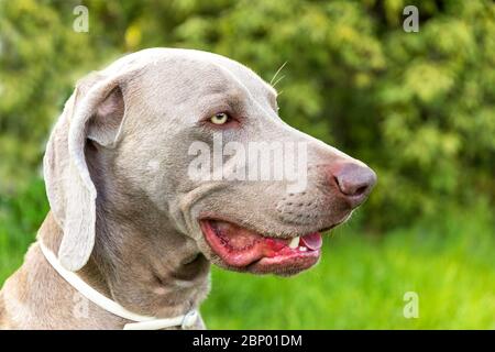 Gros plan d'un chien de chasse. Ami fidèle. Chef de Weimaraner. Collier contre les bâtons. Yeux de chien. Banque D'Images