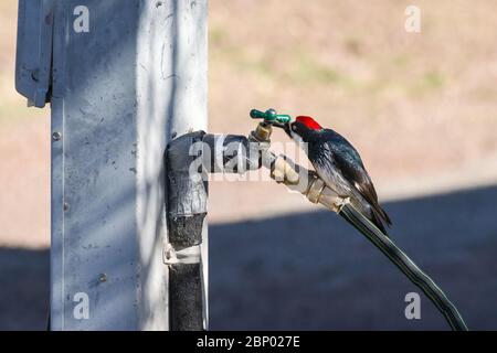 Pic à bois mâle d'Acorn (Melanerpes formicivorus) eau potable provenant d'un robinet d'hosépipe, parc national de Davis Mountains, Texas Banque D'Images