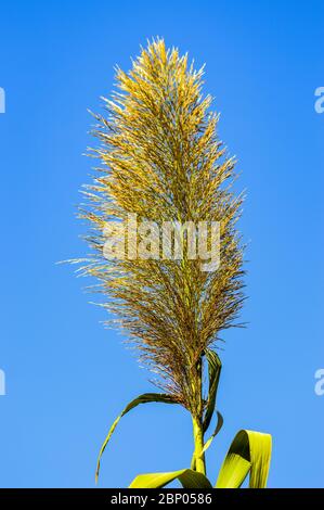 Gros plan sur Cortaderia selloana ou l'herbe de Pampas sous un ciel bleu Banque D'Images