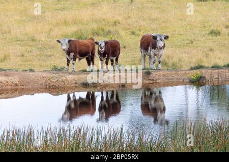 Vaches à un trou d'arrosage dans un grand champ agricole herbacé Banque D'Images