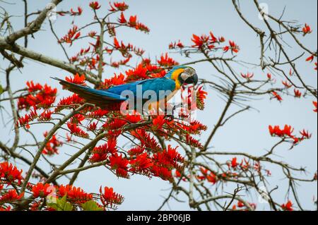 Macaw bleu et or, Ara ararauna, dans la forêt tropicale de la station de Cana, parc national de Darien, province de Darien, République du Panama. Banque D'Images