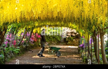 EMBARQUEMENT À 0001 LUNDI 18 MAI UN jardinier se promène sous l'arche dorée de laburnum dans les jardins Bodnant du National Trust près de Colwyn Bay, Conwy, au nord du pays de Galles, alors que les jardins restent fermés aux visiteurs pendant la pandémie du coronavirus. Cette saison est la plus ancienne que l'arche de laburnum, âgée de 145 ans, a fleuri en une décennie. Banque D'Images