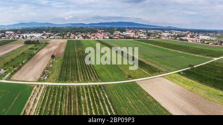 Région viticole du Burgenland près du lac Neusiedl. Belle vue panoramique de l'Autriche. Banque D'Images