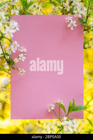 En blanc sur papier rose entre les branches de cerisier en fleurs. Banque D'Images