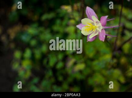 Violette fleur bleu bluebell aquilegia, ancolie, bassin. Banque D'Images