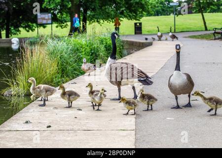 Northampton, Royaume-Uni, le 17 mai 2020. Une paire de Bernaches du Canada à leur promenade matinale avec la famille des oisons qui se distancer sur le bord du lac dans le parc Abington, crédit : Keith J Smith./Alay Live News Banque D'Images