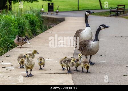 Northampton, Royaume-Uni, le 17 mai 2020. Une paire de Bernaches du Canada à leur promenade matinale avec la famille des oisons qui se distancer sur le bord du lac dans le parc Abington, crédit : Keith J Smith./Alay Live News Banque D'Images