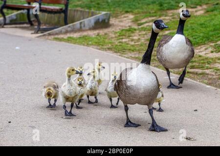 Northampton, Royaume-Uni, le 17 mai 2020. Une paire de Bernaches du Canada à leur promenade matinale avec la famille des oisons qui se distancer sur le bord du lac dans le parc Abington, crédit : Keith J Smith./Alay Live News Banque D'Images