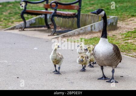 Northampton, Royaume-Uni, le 17 mai 2020. Une paire de Bernaches du Canada à leur promenade matinale avec la famille des oisons qui se distancer sur le bord du lac dans le parc Abington, crédit : Keith J Smith./Alay Live News Banque D'Images