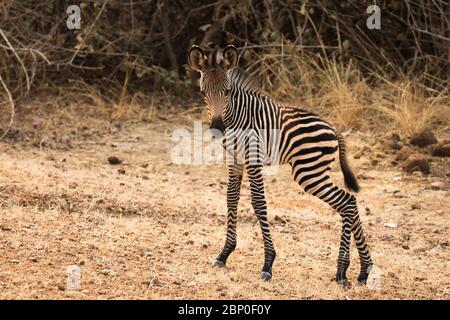 Crawshay's Zebra dans le parc national de Luangwa Sud, Zambie Banque D'Images
