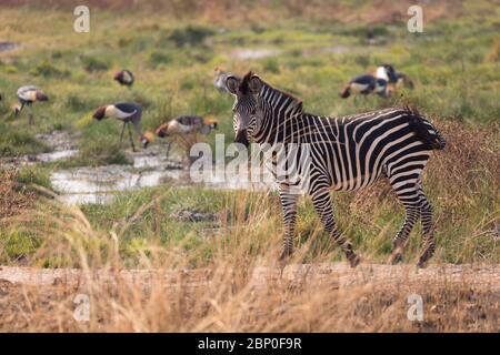 Crawshay's Zebra dans le parc national de Luangwa Sud, Zambie Banque D'Images
