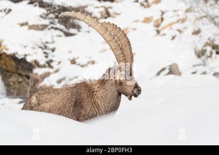 Mâle Ibex isolé dans la neige (Capra ibex) Banque D'Images