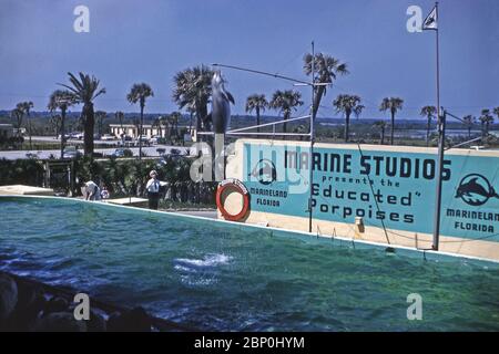 Un dauphin à gros nez dans les airs lors d'un spectacle à Marine Studios, Marineland, Floride, USA 1962. La mention de « marsouins éduqués » dans la photographie est trompeuse car les mammifères formés et utilisés dans les spectacles étaient presque toujours des grands dauphins. Les studios marins ont été l'un des premiers parcs de mammifères marins de Floride, est connu comme 'le premier oceanarium du monde'. L'attraction a ouvert ses portes en 1938, avec son principal attrait étant le dauphin à gros nez. Elle a immédiatement réussi. Les studios marins ont été plus tard renommés 'Marineland of Florida'. Banque D'Images