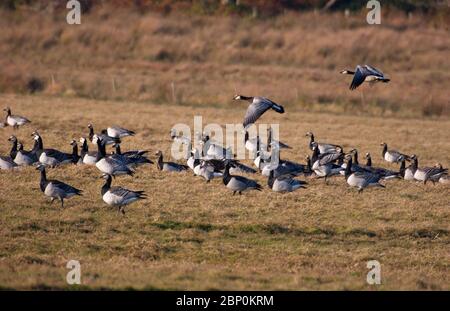 Bernache de Barnacle, Branta leucopsis, volant pour rejoindre d'autres dans le champ. En octobre. Île d'Islay, Argyll, Écosse, Royaume-Uni. Banque D'Images